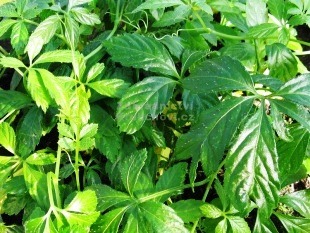 [Jiogulan%255B2%255D.jpg]