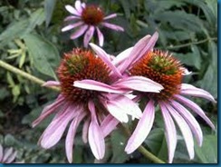 eriophyid mites and tufts on blooms