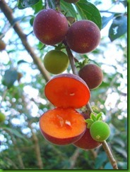 Campari fruit by Nestor Mezzomo