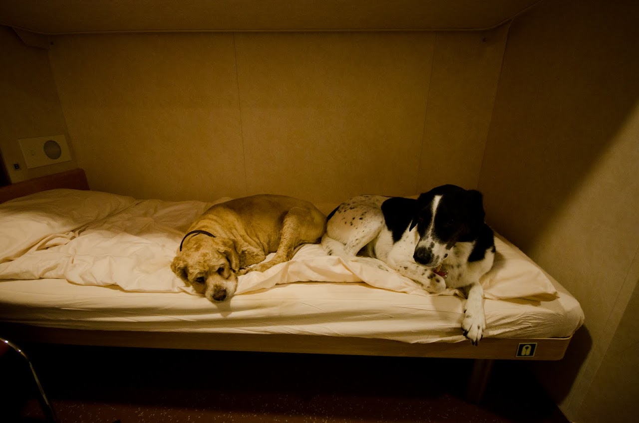 Chewy and Abby in the pet-friendly cabin