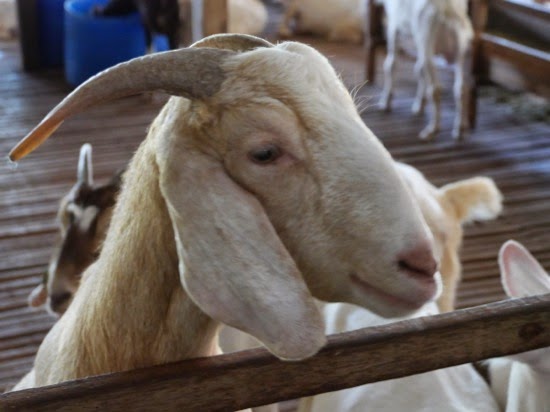 P1130906.jpg UK Farms - Goats at UK Farm