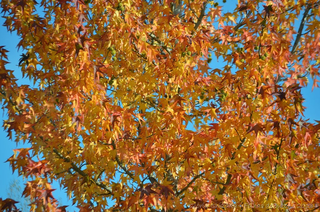 [13--Glria-Ishizaka---Folhas-de-Outon%255B1%255D.jpg]