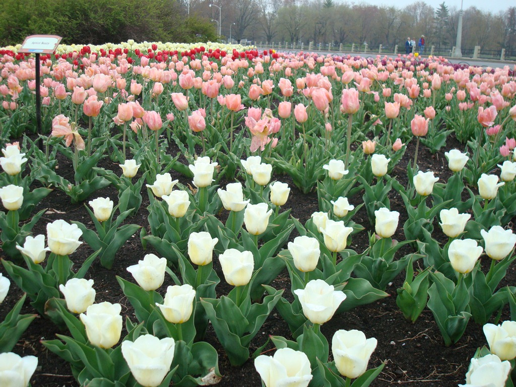 [Tulips%25202012%2520019%255B3%255D.jpg]