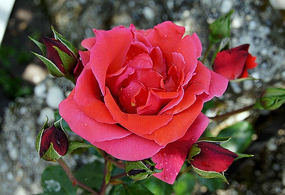 rosa trepadeira vermelha alaranjada 3 - Gloria Ishizaka
