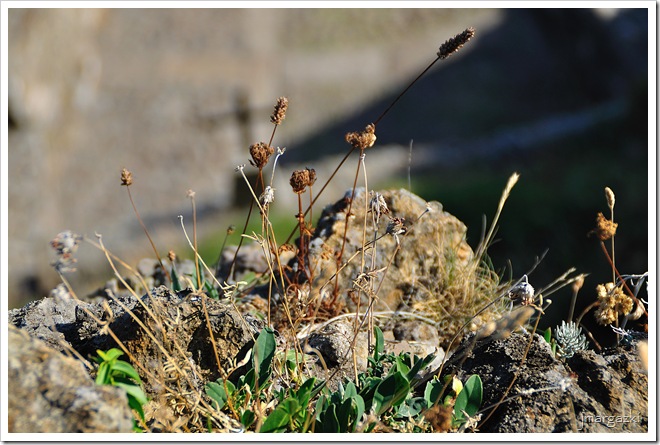 DSC_1964 DSC_1964