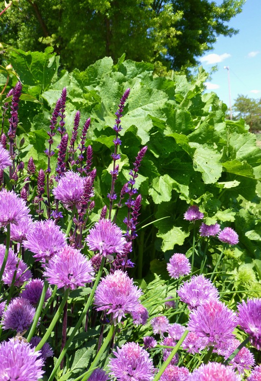 [flowers-0277.jpg]