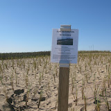 West Wharf Dune Restoration