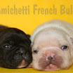 cream_dark_brindle-f.jpg