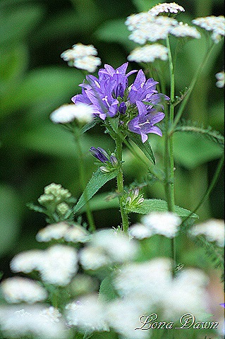 [Bellflower_AcihlleaSnowDrift%255B9%255D.jpg]