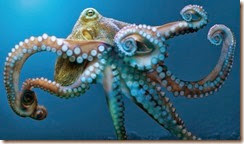 Octopus Octopus