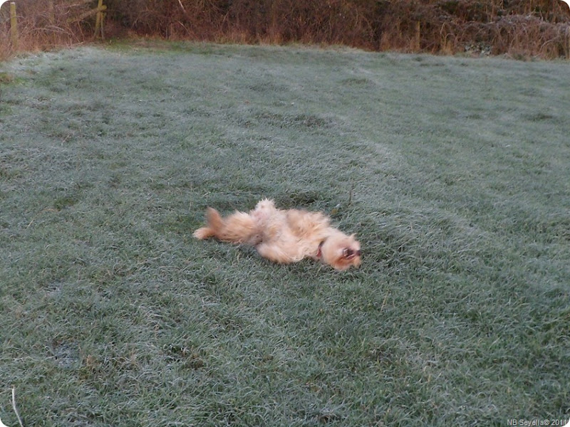 SAM_0008 Frosty Fields SAM_0008 Frosty Fields