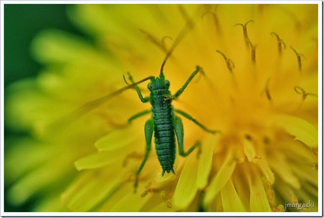DSC_4965 DSC_4965
