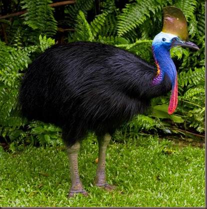 Amazing Animal Pictures The cassowary (5)