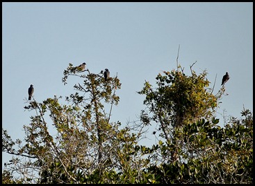 01a1 - White Crowned Pigeon - carribean