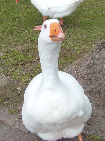 [SL7349445.jpg]
