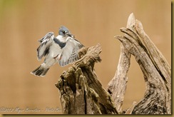 Belted Kingfisher (Megaceryle alcyon)