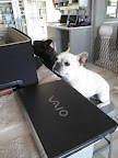 She ALWAYS takes her Sony Vaio laptop.  She uses it to write blogs, email, and store her photos.  This one has a great battery life!