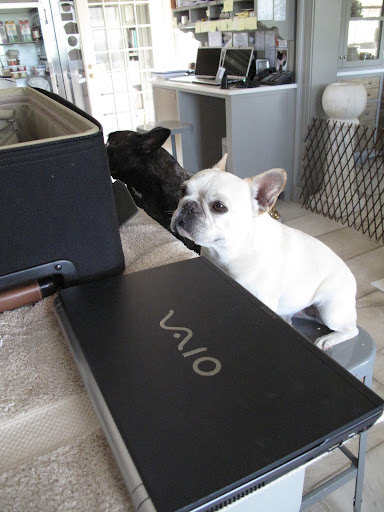 She ALWAYS takes her Sony Vaio laptop.  She uses it to write blogs, email, and store her photos.  This one has a great battery life!