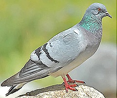 Columba-livia-Pigeon