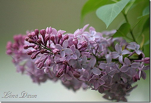 Lilacs_Of_Spring5