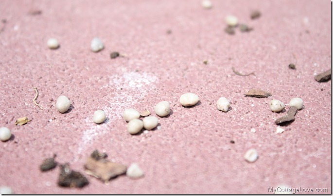 gecko eggs