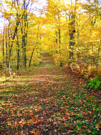 Sukkerbusk trail