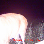 nichols deer 065.JPG