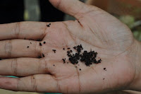 pinoyecofarm vermicomposting seminar _0034.JPG