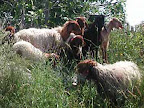 p1238559457(3).jpg