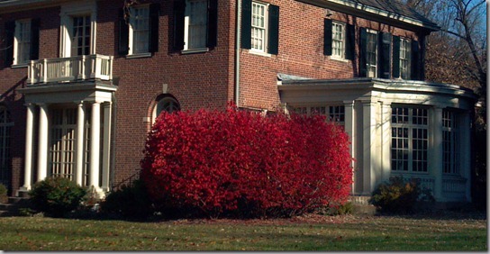 red tree (7)