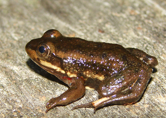 Spotting Image 1