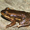 Carpenter Frog