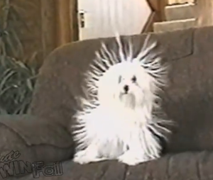 [Static%2520Cling%2520Dog%2520Looks%2520Like%2520White%2520Porcupine%255B60%255D.png]