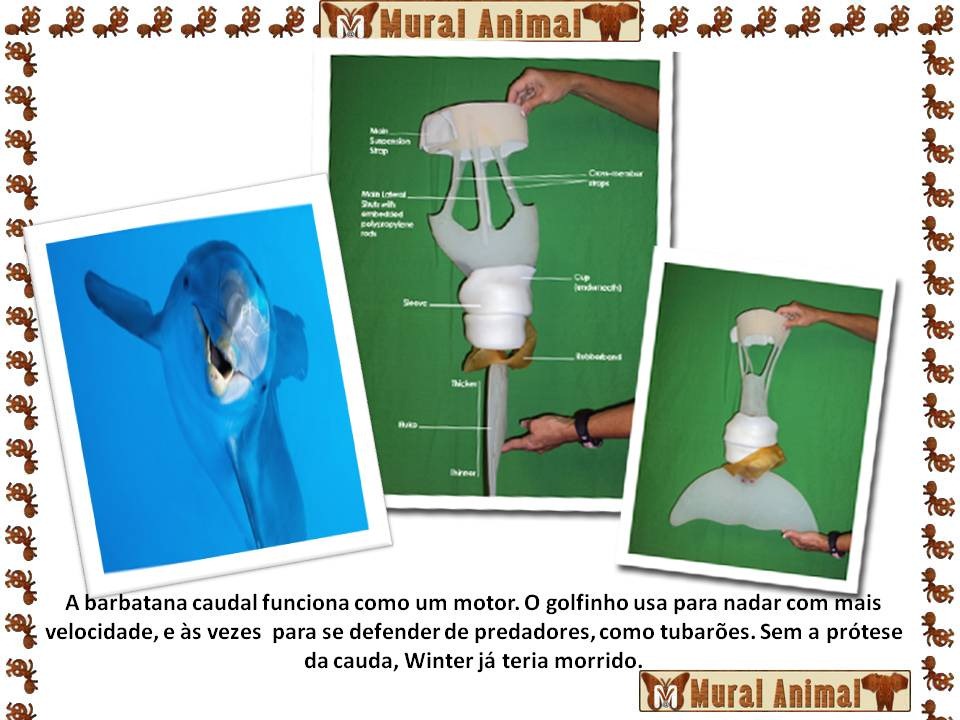 [winter_golfinho%2520%25282%2529%255B3%255D.jpg]