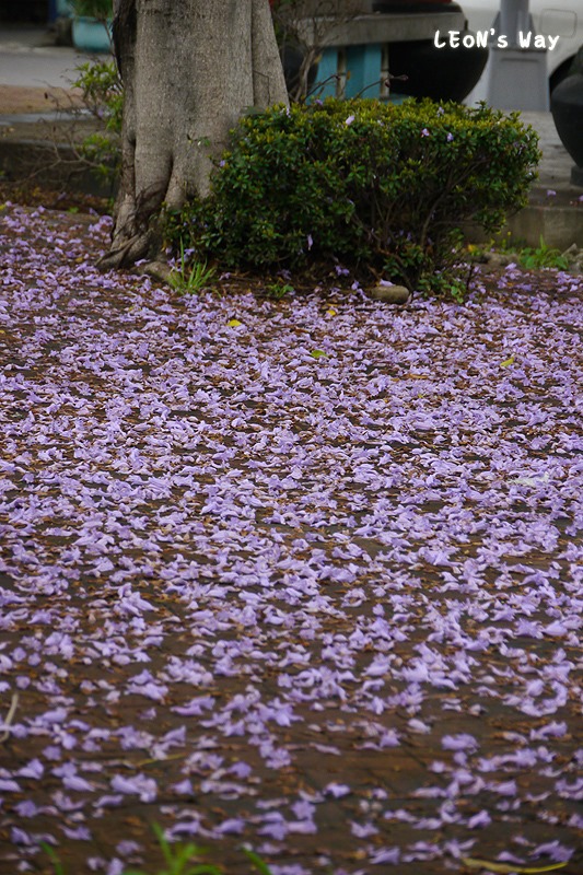 2013_0404 藍花楹_003