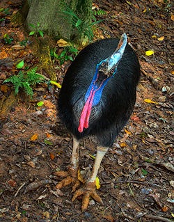 [Amazing%2520Animal%2520Pictures%2520The%2520cassowary%2520%252811%2529%255B4%255D.jpg]