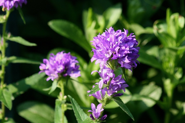 [Clusterd_PurpleBellflower%255B3%255D.jpg]