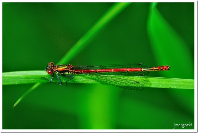 DSC_2994 DSC_2994