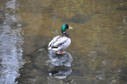 DSC_0966.jpg DSC 0966