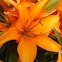 Asiatic Lily