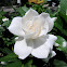 Gardenia