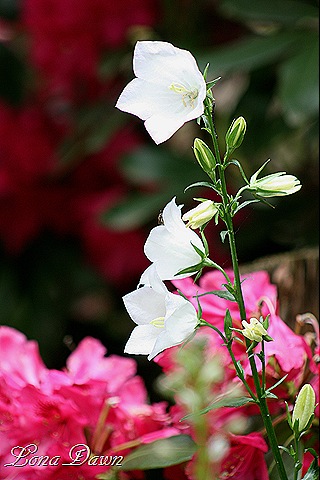 [Campanula_Peachleaf_White%255B10%255D.jpg]