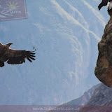 Condor (fêmea) - Canion do Colca - Peru