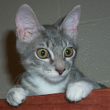 Booty and Kitty 2003 - 2004