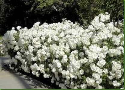 Rosa ICEBERG Rosa ICEBERG