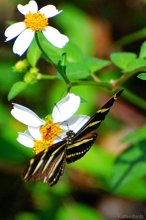 10. zebra longwing-kab