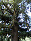 california_sequoia