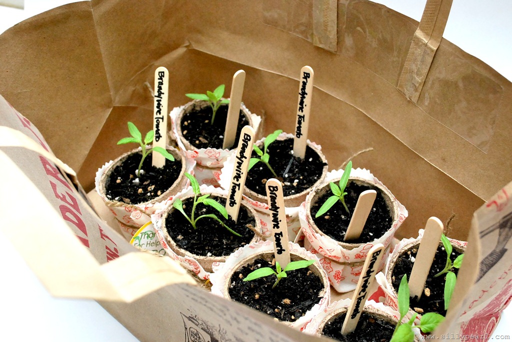 [SeedlingTeacherGift7%255B7%255D.jpg]