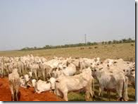 'boyada' 'boyada'