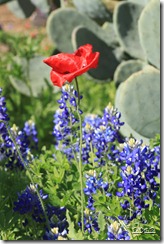 IMG_4185 IMG_4185